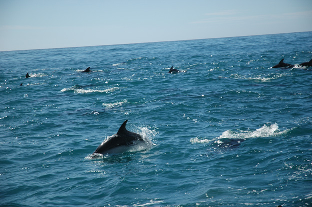 Dolphins NZ
