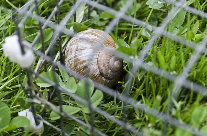 snail in jail