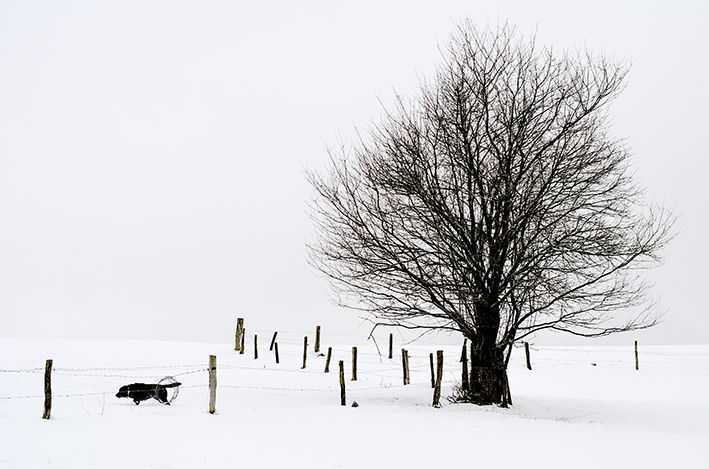 Januar 2015 - mit Viveka und Cooper auf Jochens Wiese im tiefen Schnee.