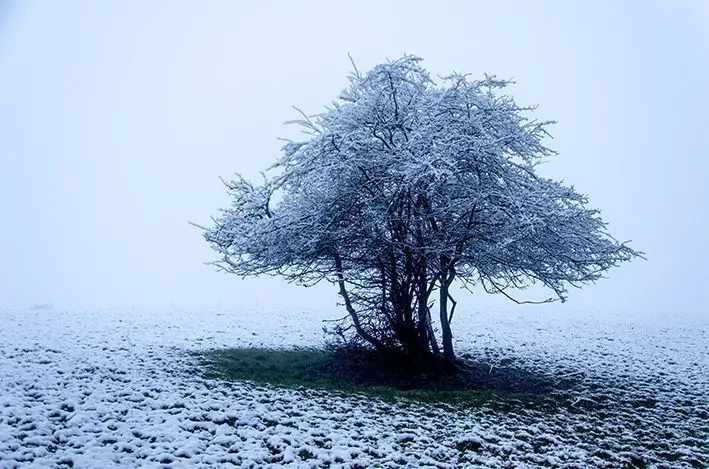 The Tree 1