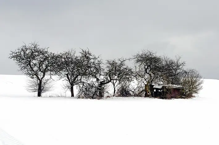 Bäume im Schnee\_red