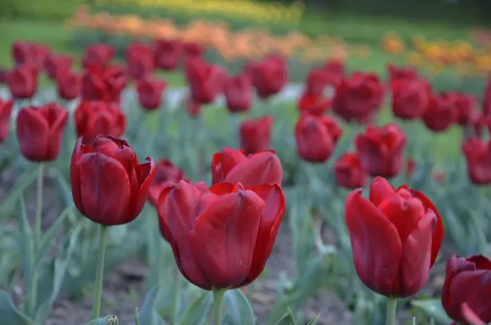 Tulpen\_red