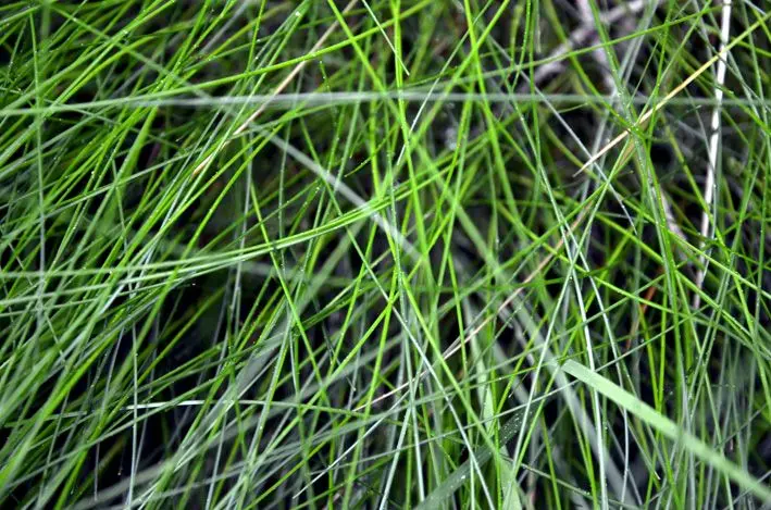 Gras\_red