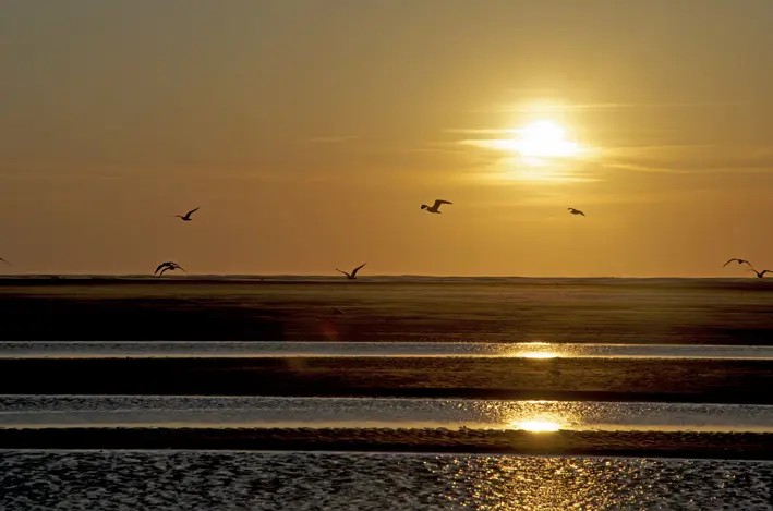 schier\_vögel\_sonnenuntergang\_red