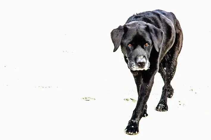 Cooper\_my friend 2