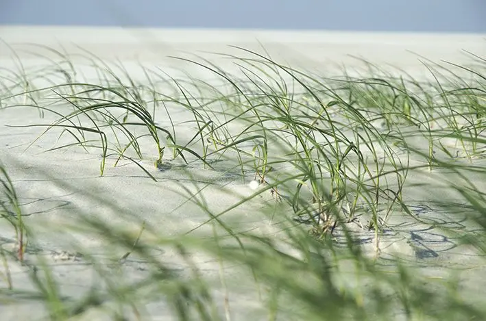 Gras