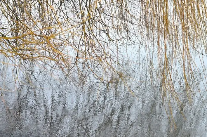Trauerweide