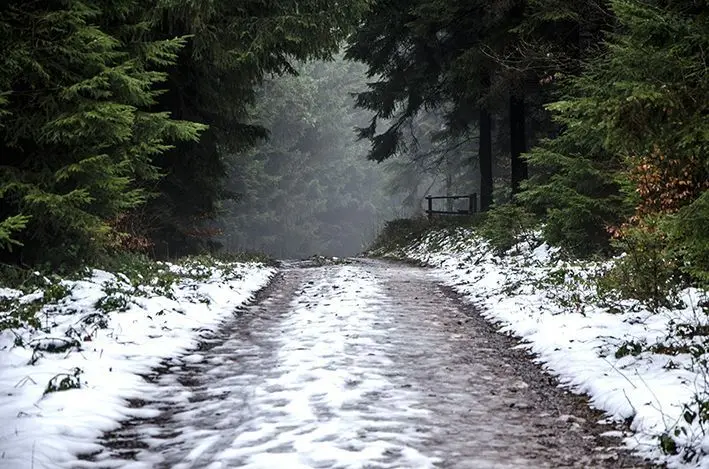 Wiehltalsperre\_Wald