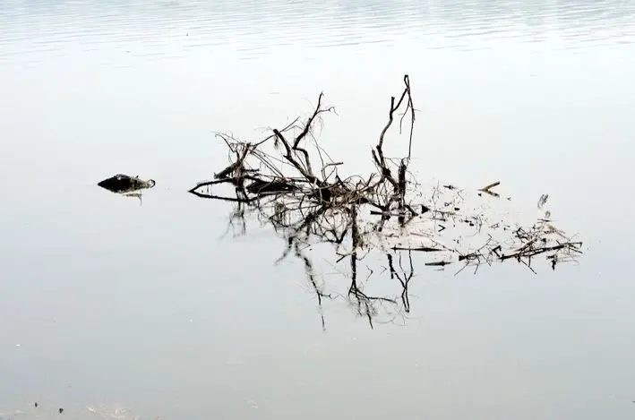 Holzreste