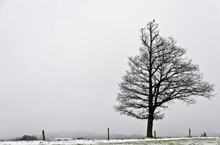 Eiche\_Schnee\_red