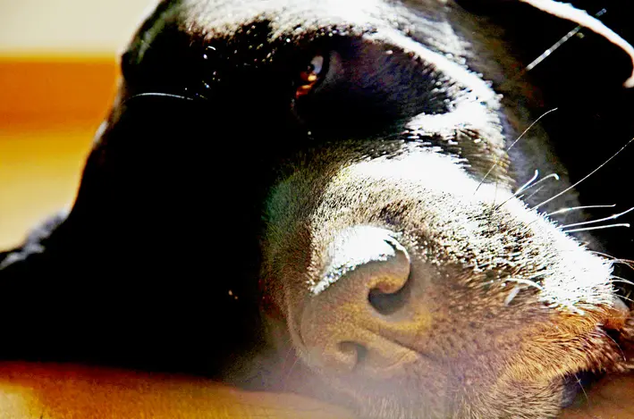 cooper\_sleeping\_red