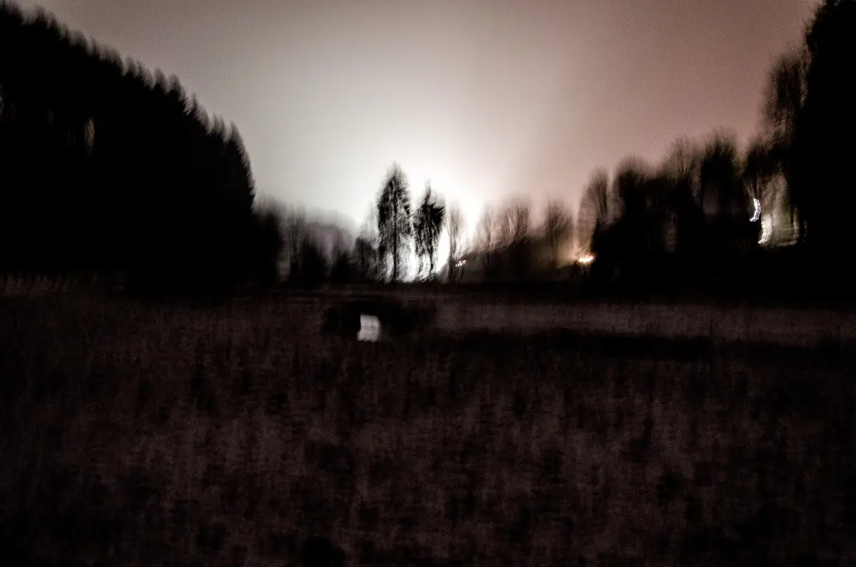 Wald Tal Morgen