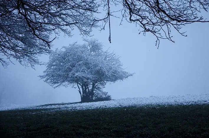 The Tree