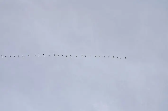 Vögel\_Baldeney