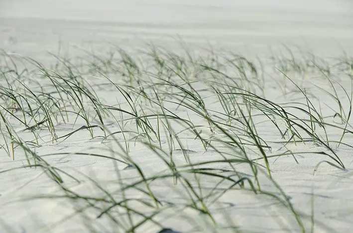 Gras 2