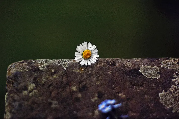 Gänseblümchen\_red