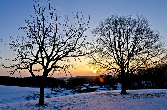 Baum\_Sonnenaufgang3\_red