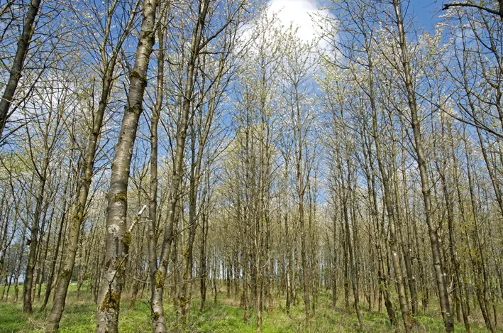 Kirschwald\_red