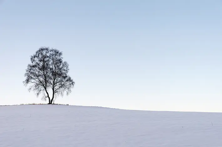 Baum\_Schnee\_Borner\_red
