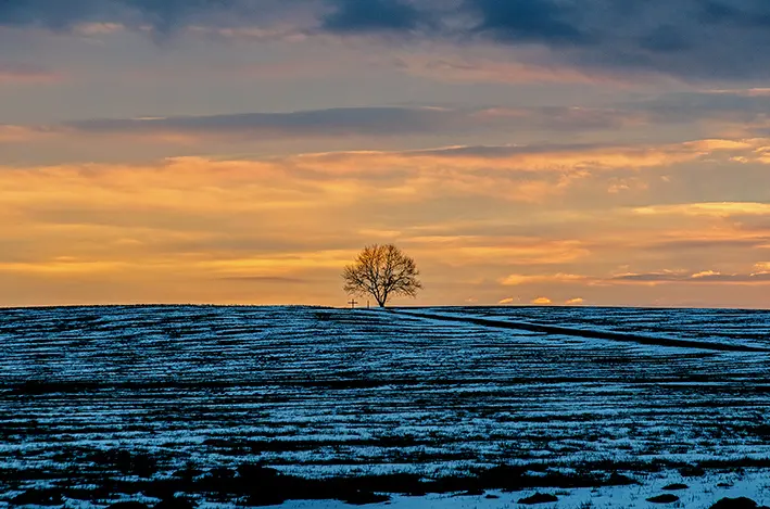 Baum\_Schnee\_Sonnenuntergang\_red