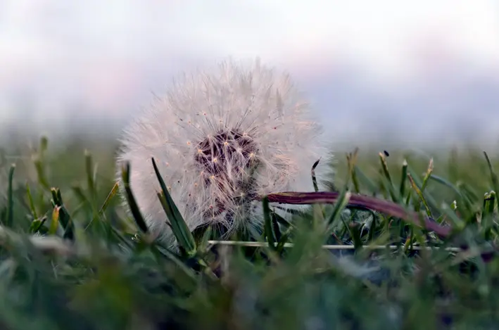 Pusteblume 2\_red