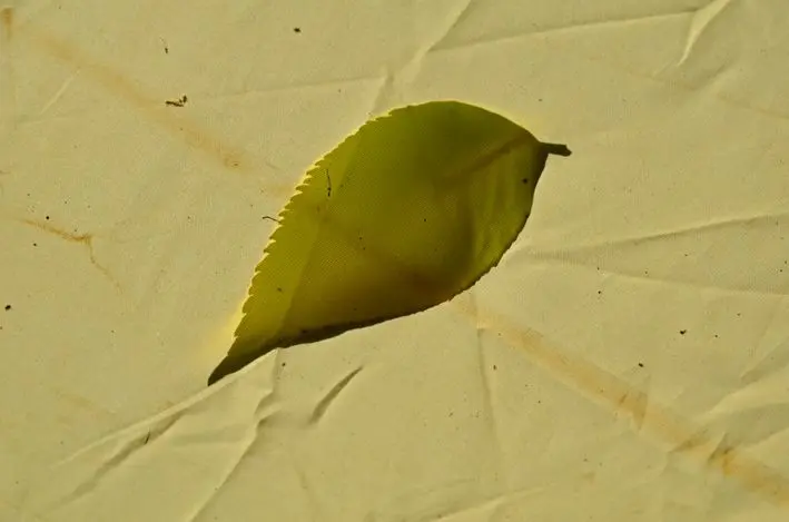 Sonnensegel\_Blatt