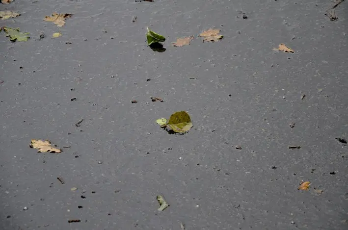 Ruhr\_Blätter\_2014