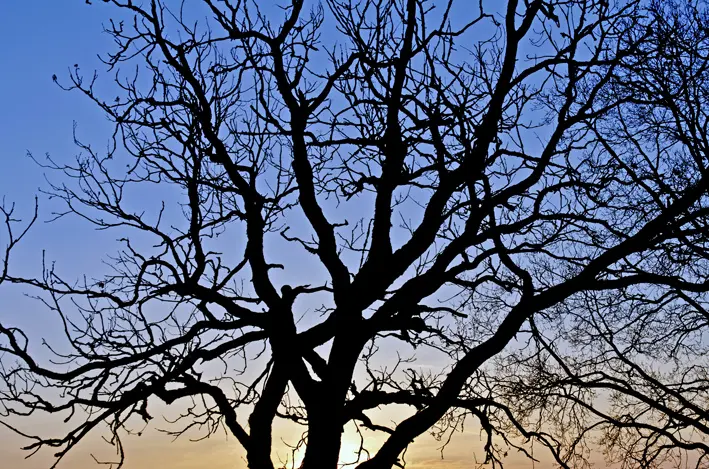 Baum\_Sonnenaufgang\_red