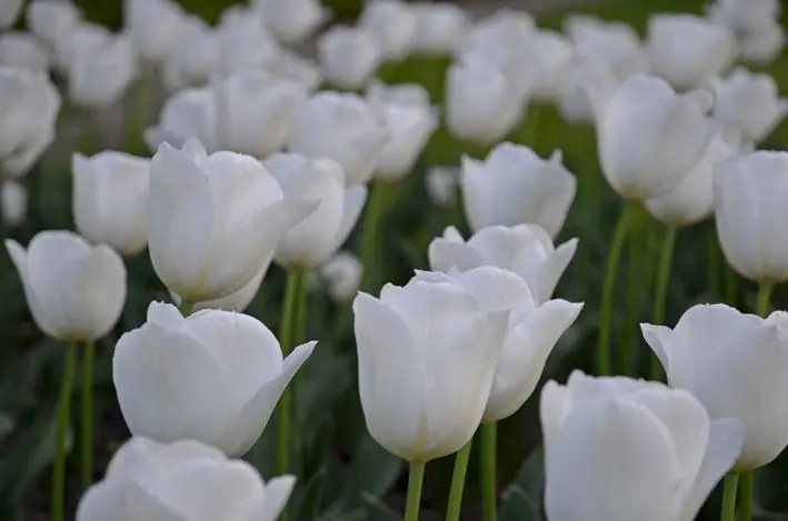 Tulpen\_2\_red