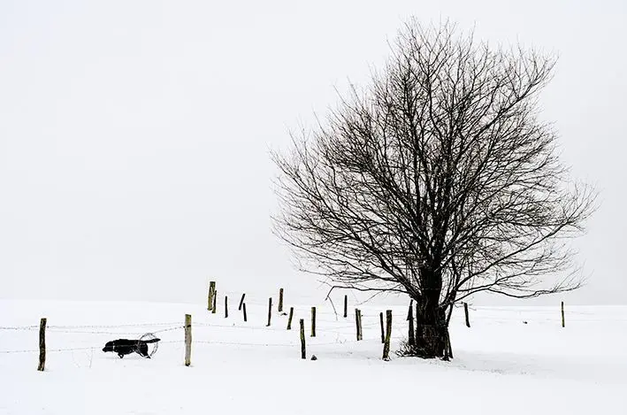 Januar 2015 – mit Viveka und Cooper auf Jochens Wiese im tiefen Schnee. Januar 2015 - mit Viveka und Cooper auf Jochens Wiese im tiefen Schnee.