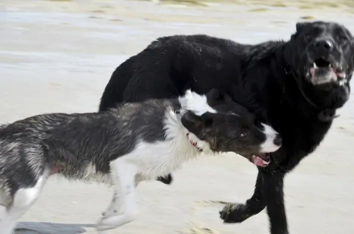 Schier15\_Hunde\_red