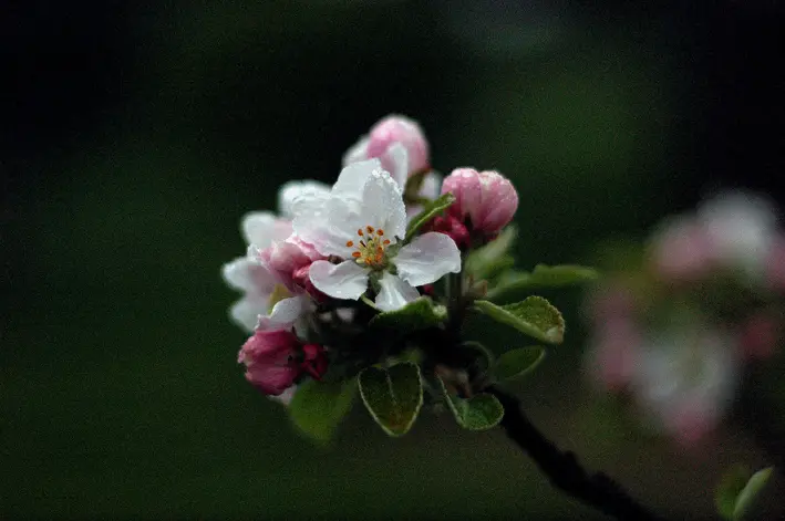 Apfelblüte\_red