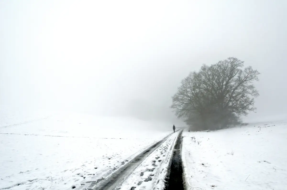 fog\_Baum