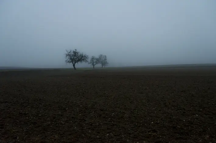 Bäume\_Nebel\_Schweiz\_red