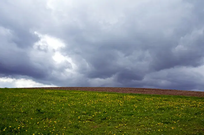 Borner\_Wiese\_Feld\_red