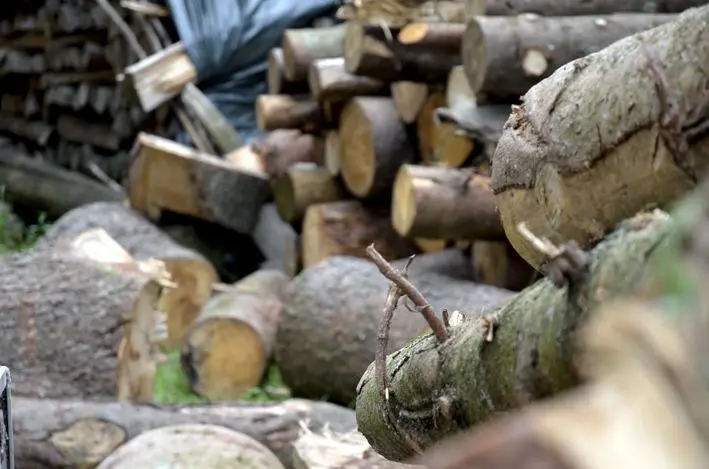 Holz\_red