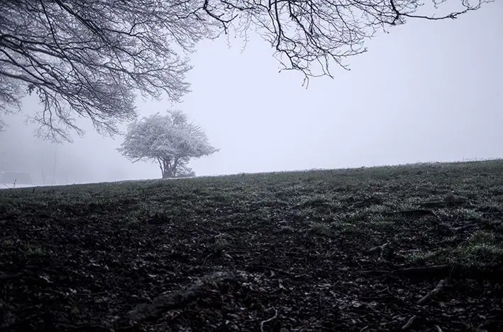 The Tree 2