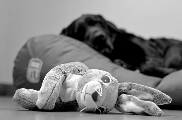 Herr Cooper und sein neuer Hase Herr Cooper und sein neuer Hase