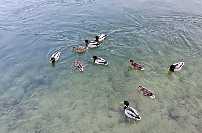 Zehn Enten\_red
