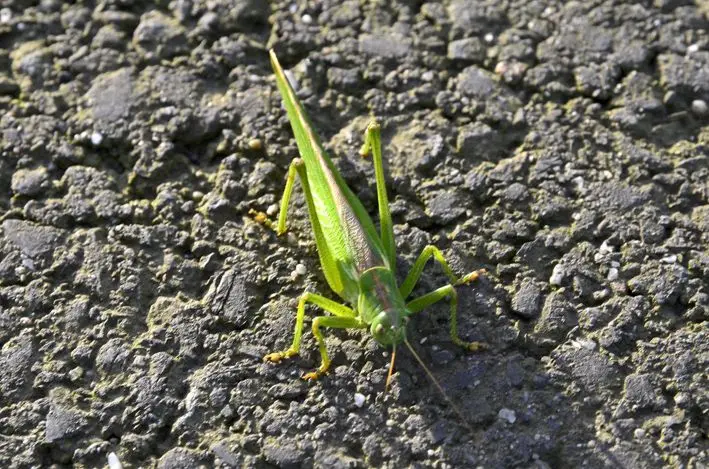 Grashüpfer