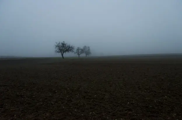 Bäume\_Nebel\_Schweiz\_red