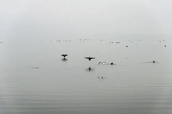 Vögel