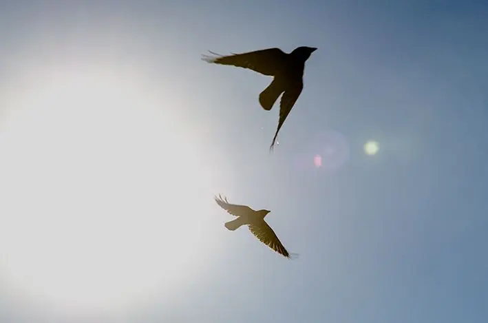 Vögel