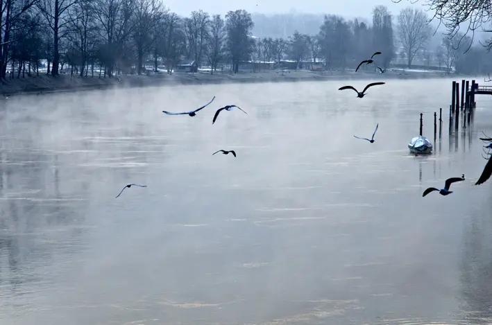 Rhein\_Möwen\_red