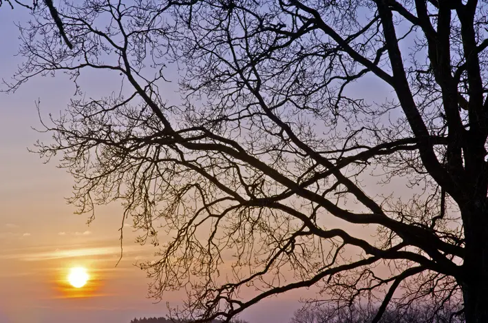 Baum\_Sonnenaufgang2\_red