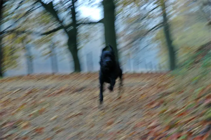 Flugcooper