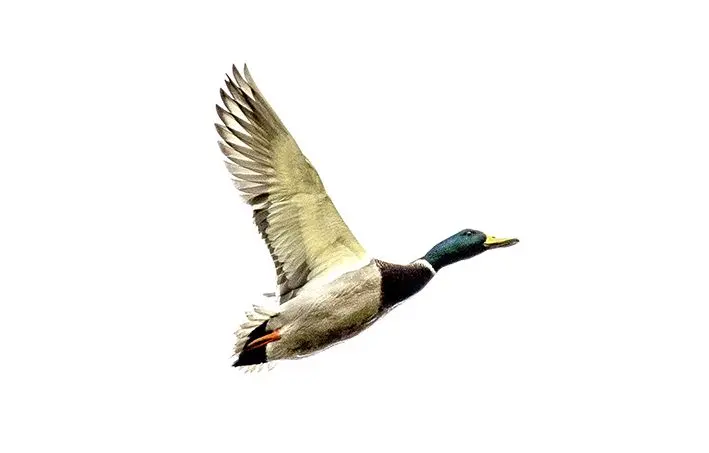 Adler