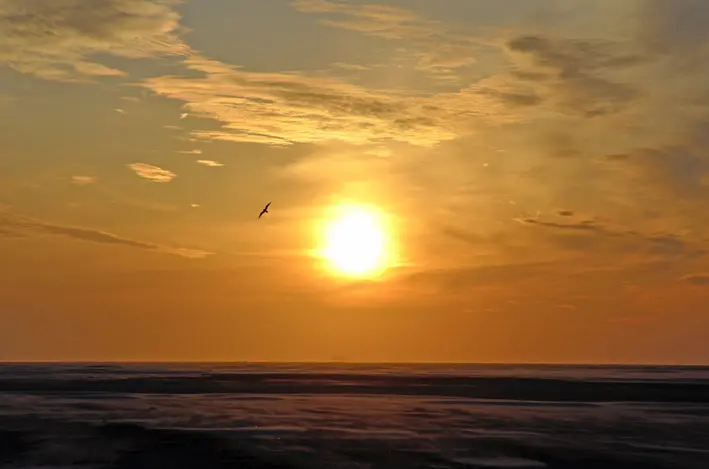 schier\_sonnenuntergang\_möwe\_red