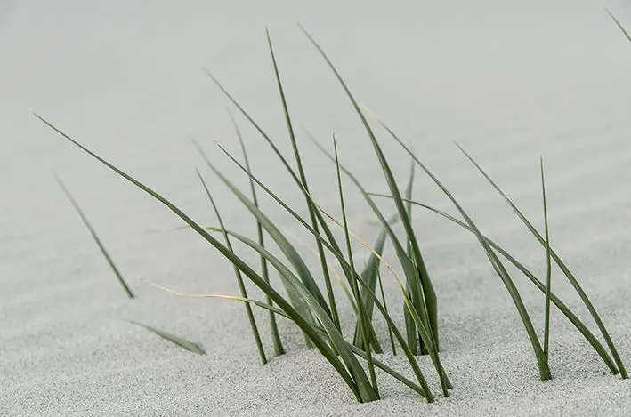 Gras 3