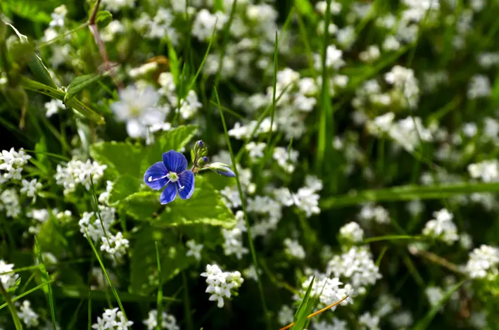 flower power flower power